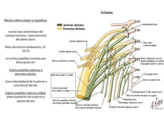 Nervio ciático mayor o isquiático:
nervio mas voluminoso del
cuerpo humano- ramo terminal
del plexo sacro.
Nace de tronco lumbosacro, S1-
S2-S3
en la fosa poplítea termina por
bifurcación en:
Ciático poplíteo externo o
peroneo común.
Cara anterolateral de la pierna y
cara dorsal del pie.
Ciático poplíteo interno o tibial.
plano posterior de la pierna y
planta del pie
 