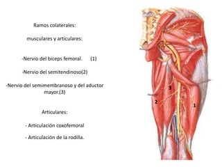 Ramos colaterales:
musculares y articulares:
-Nervio del biceps femoral. (1)
-Nervio del semitendinoso(2)
-Nervio del semimembranoso y del aductor
mayor.(3)
Articulares:
- Articulación coxofemoral
- Articulación de la rodilla.
1
2
3
 