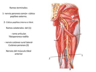 Ramos terminales:
1- nervio peroneo común- ciático
poplíteo externo.
2- Ciático poplíteo interno o tibial.
Ramos colaterales: del (1)
- ramo articular.
Tibioperonea-rodilla
- nervio cutáneo sural lateral-
Cutáneo peroneo.(3)
Nervios del músculo tibial
anterior
1
2
3
 
