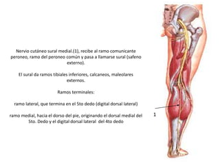 Nervio cutáneo sural medial.(1), recibe al ramo comunicante
peroneo, ramo del peroneo común y pasa a llamarse sural (safeno
externo).
El sural da ramos tibiales inferiores, calcaneos, maleolares
externos.
Ramos terminales:
ramo lateral, que termina en el 5to dedo (digital dorsal lateral)
ramo medial, hacia el dorso del pie, originando el dorsal medial del
5to. Dedo y el digital dorsal lateral del 4to dedo
1
 