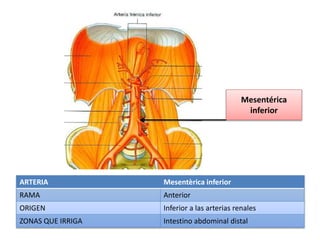 ARTERIA Mesentèrica inferior
RAMA Anterior
ORIGEN Inferior a las arterias renales
ZONAS QUE IRRIGA Intestino abdominal distal
Mesentérica
inferior
 