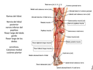Ramas del tibial.
Nervio del tibial
posterior
nervio inferior del
poplíteo
flexor largo del dedo
gordo
flexor largo de los
dedos
sensitivos.
Calcáneo medial
cutáneo plantar
 