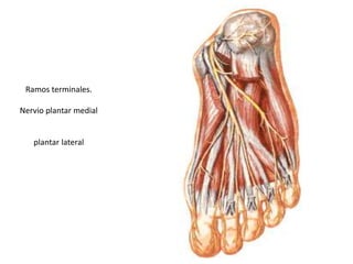Ramos terminales.
Nervio plantar medial
plantar lateral
 