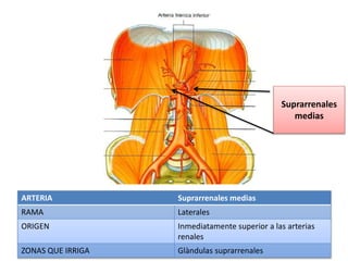 ARTERIA Suprarrenales medias
RAMA Laterales
ORIGEN Inmediatamente superior a las arterias
renales
ZONAS QUE IRRIGA Glàndulas suprarrenales
Suprarrenales
medias
 