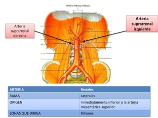 ARTERIA Renales
RAMA Laterales
ORIGEN Inmediatamente inferior a la arteria
mesentèrica superior
ZONAS QUE IRRIGA Riñones
Arteria
suprarrenal
izquierda
Arteria
suprarrenal
derecha
 