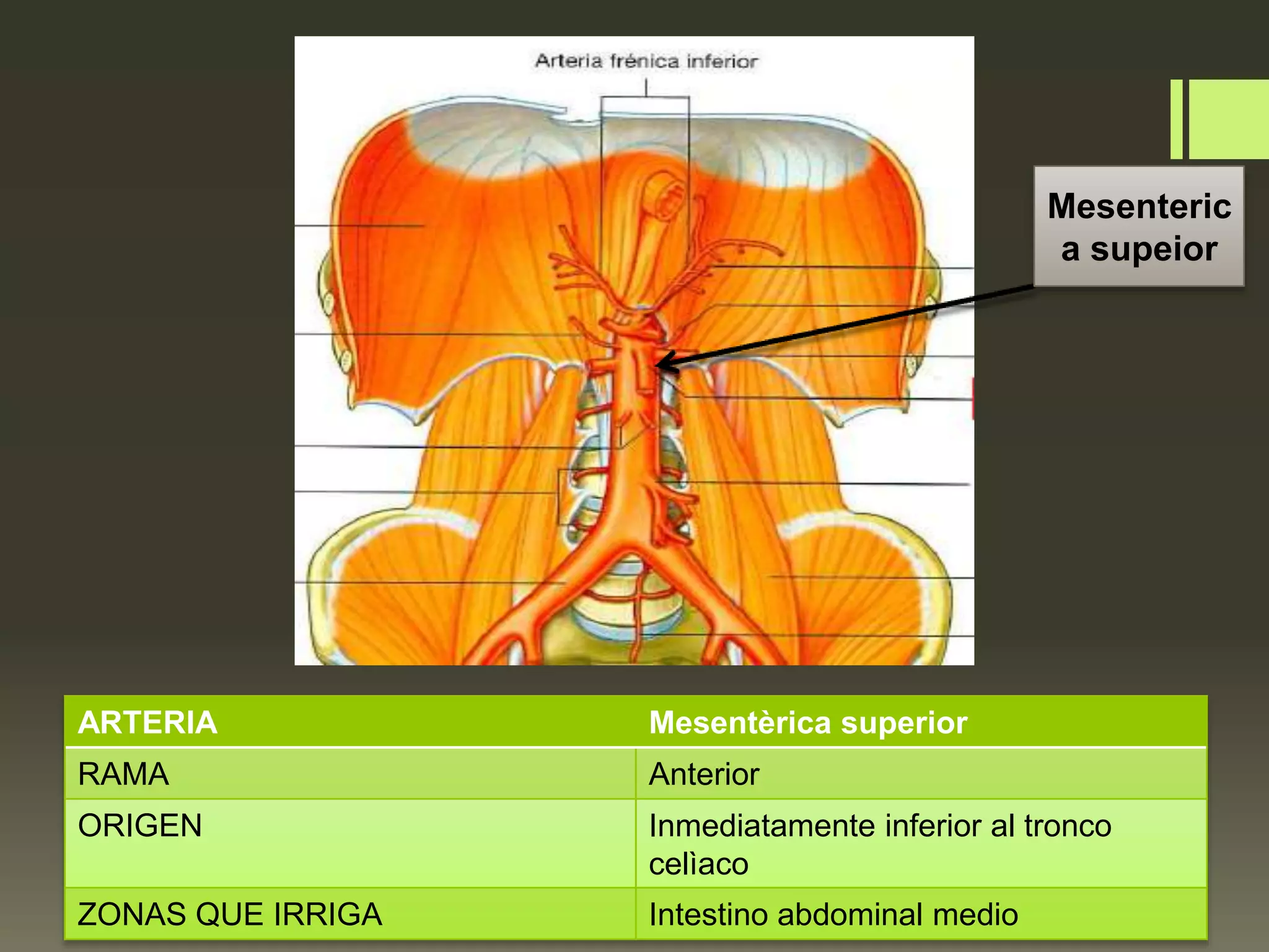 Arterias del Abdomen y Miembros inferiores | PPT
