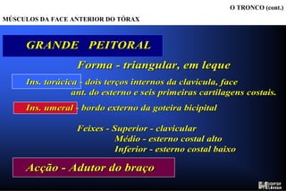 Servem   Servem   O TRONCO (cont.) MÚSCULOS DA FACE ANTERIOR DO TÓRAX GRANDE PEITORAL O grande peitoral é um amplo músculo em forma de leque que domina a face anterior do tórax.  Possui ampla área insercional distal na clavícula, esterno e costelas.  A inserção clavicular ocupa  aproximadamente a metade interna da face anterior da clavícula.  A inserção esternal verifica-se na face anterior  da articulação esterno-clavicular e do esterno. A inserção costal acontece na face anterior  da quinta e sexta cartilagens costais.  O músculo termina proximalmente no bordo externo da goteira bicipital do úmero.  Quando o peitoral se contrai o úmero  aproxima-se do tórax.  Assim, a sua  principal acção é a de adução do braço (aproximação da linha média do corpo).  A inserção umeral do peitoral tem uma configuração especial, entrançada quando o úmero está caído e encostado ao tórax. Quando o braço está levantado o peitoral desentrança-se e o seu bordo inferior pode fácilmente ser agarrado com a mão. É ele que forma a parede anterior da cavidade axilar que é sempre visível.  PEQUENO PEITORAL O pequeno peitoral tem a sua origem na terceira, quarta e quinta costelas e insere-se junto à extremidade da apófise coracóide.  Situa-se por baixo do grande peitoral e não é uma forma superficial, embora seja importante no movimento porque ajuda a puxar a omoplata para a frente em torno da parede torácica.   
