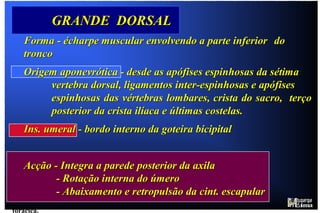 Servem   Servem   MÚSCULOS DA FACE POSTERIOR DO TRONCO (cont.) GRANDE DORSAL O grande dorsal tem a forma de “écharpe” e insere-se no tronco através de uma vasta origem aponevrótica que se estende desde a sétima vértebra torácica (por baixo do trapézio) e as apófises espinhosas das vértebras lombares e sagradas, até ao rebordo externo da crista ilíaca.  Também tem origem nas três costelas inferiores.  Esta ampla faixa insercional converge para cima, dando uma meia volta ao tronco postero-inferior e indo inserir-se no lábio interno da goteira  bicipital do úmero.  Tal como no caso do grande peitoral, existe um espécie de enrolamento das suas fibras musculares, sendo os feixes musculares com origem distal mais inferior que têm inserção proximal mais acima.  Este músculo é o principal responsável pela massa muscular da parede posterior da axila.  A sua espessa orla enrolada é sempre visível na zona em que os músculos deixam a área do tronco em direcção ao braço.  O grande dorsal participa em todos os movimentos em que o braço é puxado para trás.  Faz rodar o úmero para a frente na respectiva cavidade articular e aproxima o braço do corpo.  Quando se está suspenso pelas mãos, o grande dorsal é o principal músculo que permite erguer o tronco.  O ângulo inferior da omoplata fica contido sob o grande dorsal e é controlado pela contracção deste músculo que aproxima o ângulo inferior da omoplata do plano da caixa torácica.  