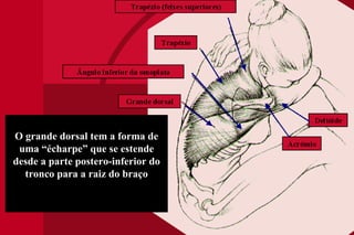 O grande dorsal tem a forma de uma “écharpe” que se estende desde a parte postero-inferior do tronco para a raiz do braço 