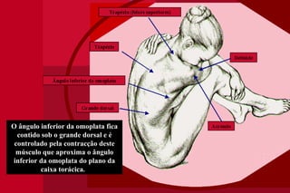 O ângulo inferior da omoplata fica contido sob o grande dorsal e é controlado pela contracção deste músculo que aproxima o ângulo inferior da omoplata do plano da caixa torácica .  