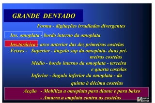 Servem   Servem   MÚSCULOS DA FACE POSTERIOR DO TRONCO (cont.) GRANDE DENTADO O grande dentado é uma lâmina muscular achatada, com digitações separadas, situada entre a superfície anterior (ventral) da omoplata e a caixa torácica.  A sua origem (inserção distal) realiza-se por meio de inserções carnudas em forma de dedos (cada digitação inserida em cada uma das oito ou nove costelas superiores), constituindo os pontos de fixação do músculo no tórax.  O grande dentado termina numa inserção proximal ao longo da face anterior do bordo vertebral da omoplata.  As digitações das cinco costelas inferiores convergem para a face anterior do ângulo inferior da omoplata e são de maior interesse para o artista, na medida em que se vêem frequentemente.  Têm a aparência de pequenos dedos esticados e abertos, dispondo-se num ângulo ligeiramente diferente do das costelas, e terminam onde se iniciam as digitações insercionais dos músculos abdominais. O grande dentado é o principal músculo responsável por acções como empurrar e socar e é um importante estabilizador da omoplata no levantamento do braço acima da cabeça.  Quando este músculo se contrai, a omoplata, é impelida para diante deslizando de forma estável em torno da caixa torácica.  