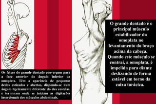 Os feixes do grande dentado convergem para a face anterior do ângulo inferior da omoplata. Têm a aparência de pequenos dedos esticados e abertos, dispondo-se num ângulo ligeiramente diferente do das costelas, e terminam onde se iniciam as digitações insercionais dos músculos abdominais. O grande dentado é o principal músculo estabilizador da omoplata no levantamento do braço acima da cabeça.  Quando este músculo se contrai, a omoplata, é impelida para diante deslizando de forma estável em torno da caixa torácica.  