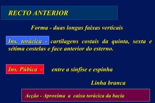 RECTO ANTERIOR   Forma - duas longas faixas verticais Ins. torácica - cartilagens costais da quinta, sexta e sétima costelas e face anterior do esterno. Ins. Púbica  -  entre a sínfise e espinha Linha branca   Acção - Aproxima  a  caixa torácica da bacia 