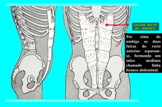 GRANDE  RECTO DO  ABDOMEN Por cima do umbigo as duas faixas do recto anterior  separam-se, formando um sulco mediano chamado linha branca abdominal.  