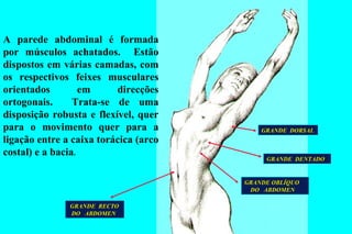 GRANDE  RECTO DO  ABDOMEN GRANDE OBLÍQUO DO  ABDOMEN GRANDE  DENTADO GRANDE  DORSAL A parede abdominal é formada por músculos achatados.  Estão dispostos em várias camadas, com os respectivos feixes musculares orientados em direcções ortogonais.  Trata-se de uma disposição robusta e flexível, quer para o movimento quer para a ligação entre a caixa torácica (arco costal) e a bacia . 