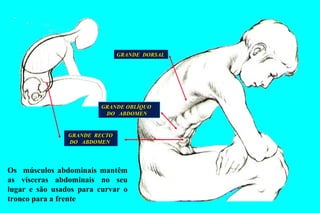 GRANDE  RECTO DO  ABDOMEN GRANDE  DORSAL GRANDE OBLÍQUO DO  ABDOMEN Os  músculos abdominais mantêm as vísceras abdominais no seu lugar e são usados para curvar o tronco para a frente 