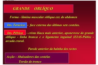 Servem   Servem   ABDÓMEN (cont.) GRANDE OBLÍQUO O grande oblíquo é a camada muscular situada mais externamente e tem origem nas sete costelas inferiores da face antero-externa da caixa torácica.  Estas digitações carnudas da sua origem engrenam com as digitações do grande dentado e do grande dorsal.  Os feixes musculares inferiores inserem-se na crista ilíaca entre o seu ponto médio e a espinha ântero-superior.  O resto da inserção faz-se na aponevrose que cobre a frente do abdómen.  A orla inferior desta aponevrose é considerada «livre» entre a espinha ântero-superior e o tubérculo púbico.  Cria uma tensão linear entre estes dois pontos, marco bem definido para o artista, e constitui o que os anatomistas chamam “ligamento inguinal”.  Curva para baixo na direcção do membro inferior, pelo facto de a bainha que cobre os músculos da coxa lhe estar ligada repuxando-o ligeiramente.  Os grandes vasos sanguíneos que se dirigem para os membros inferiores passam-lhe por baixo, no seu trajecto do abdómen para a coxa.  A aponevrose contribui para a parte da frente da bainha do recto abdominal inserindo-se na linha branca abdominal.   
