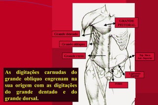 As digitações carnudas do grande obliquo engrenam na sua origem com as digitações do grande dentado e do grande dorsal.  