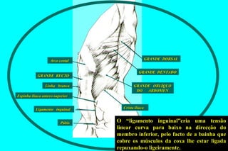 GRANDE  DORSAL Ligamento  inguinal Espinha ilíaca antero-superior Crista ilíaca Linha  branca GRANDE  OBLÍQUO  DO  ABDOMEN GRANDE  DENTADO GRANDE  RECTO Arco costal Púbis O “ligamento inguinal”cria uma tensão linear curva para baixo na direcção do membro inferior, pelo facto de a bainha que cobre os músculos da coxa lhe estar ligada repuxando-o ligeiramente.   