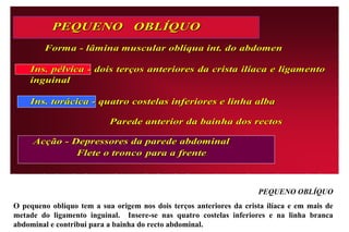 Servem   Servem     PEQUENO OBLÍQUO O pequeno oblíquo tem a sua origem nos dois terços anteriores da crista ilíaca e em mais de metade do ligamento inguinal.  Insere-se nas quatro costelas inferiores e na linha branca abdominal e contribui para a bainha do recto abdominal. 