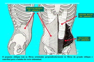 GRANDE  RECTO DO  ABDOMEN TRANVERSO DO  ABDOMEN PEQUENO OBLÍQUO DO  ABDOMEN O pequeno oblíquo tem as fibras orientadas perpendicularmente às fibras do grande oblíquo e contribui para a bainha do recto abdominal. 
