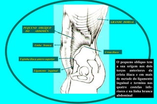 O pequeno oblíquo tem a sua origem nos dois terços anteriores da crista ilíaca e em mais de metade do ligamento inguinal e termina nas quatro costelas infe-riores e na linha branca abdominal GRANDE  DORSAL Ligamento  inguinal Espinha ilíaca antero-superior Crista ilíaca Linha  branca PEQUENO  OBLÍQUO  DO  ABDOMEN 