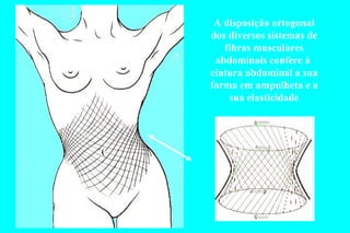 A disposição ortogonal dos diversos sistemas de fibras musculares abdominais confere à  cintura abdominal a sua forma em ampulheta e a sua elasticidade 