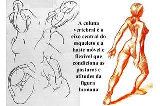 A coluna vertebral é o eixo central do esqueleto e a haste móvel e flexível que condiciona as posturas e atitudes da figura  humana 