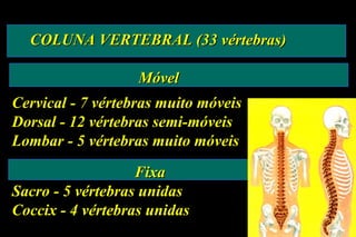 COLUNA VERTEBRAL (33 vértebras) Móvel Cervical - 7 vértebras muito móveis Dorsal - 12 vértebras semi-móveis Lombar - 5 vértebras muito móveis   Fixa Sacro - 5 vértebras unidas Coccix - 4 vértebras unidas 