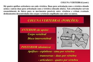 Servem   Servem   COLUNA VERTEBRAL(cont.) Há quatro apófises articulares em cada vértebra. Duas para articulação com a vértebra situada acima e outras duas para articulação com a vértebra colocada abaixo. Tais articulações servem essencialmente de fulcro para os movimentos possíveis entre vértebras e evitam eventuais deslizamentos descontrolados dos corpos vertebrais empilhados uns sobre os outros. 