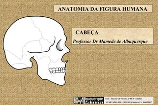Sede – Rua de Gil Vicente, nº 86-A Coimbra APARTADO 4090 – 3031/901 Coimbra TM 966020897 CABEÇA Professor Dr Mamede de Albuquerque ANATOMIA DA FIGURA HUMANA 