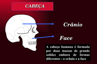 CABEÇA Crânio Face A cabeça humana é formada por duas massas de grande solidez embora de formas diferentes - o crânio e a face 