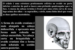 O crânio é uma estrutura praticamente esférica ou ovoide na parte inferior e anterior da qual se insere uma pirâmide quadrangular que é a face. A massa da cabeça termina à frente por uma crista curva de osso, logo acima dos olhos – os supracílios, e atrás, numa linha ideal que reune as duas apófises mastoideias.   A forma do ovoide craniano é mais alongada na cabeça dolicocéfala  e apresenta uma forma mais redonda na cabeça mesocéfala. Na cabeça  curta ou braquicéfala o ovoide craniano têm a forma mais achatada no sentido antero-posterior.  
