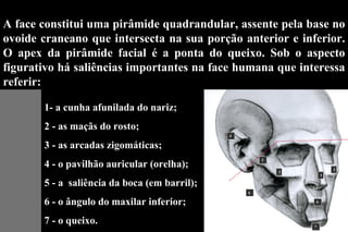 1- a cunha afunilada do nariz;  2 - as maçãs do rosto;  3 - as arcadas zigomáticas;  4 - o pavilhão auricular (orelha); 5 - a  saliência da boca (em barril);  6 - o ângulo do maxilar inferior;  7 - o queixo.   A face constitui uma pirâmide quadrandular, assente pela base no ovoide craneano que intersecta na sua porção anterior e inferior. O apex da pirâmide facial é a ponta do queixo. Sob o aspecto figurativo há saliências importantes na face humana que interessa referir: 