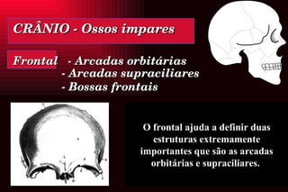 CRÂNIO - Ossos impares Frontal  - Arcadas orbitárias   - Arcadas supraciliares   - Bossas frontais O frontal ajuda a definir duas estruturas extremamente importantes que são as arcadas orbitárias e supraciliares.  