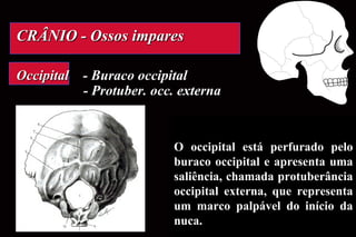 CRÂNIO - Ossos impares Occipital  - Buraco occipital   - Protuber. occ. externa O occipital está perfurado pelo buraco occipital e apresenta uma saliência, chamada protuberância occipital externa, que representa um marco palpável do início da nuca. 