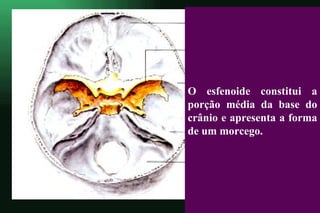 O esfenoide constitui a porção média da base do crânio e apresenta a forma de um morcego. 