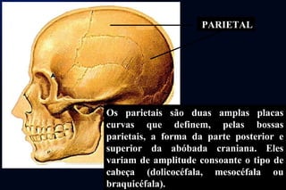 PARIETAL Os parietais são duas amplas placas curvas que definem, pelas bossas parietais, a forma da parte posterior e superior da abóbada craniana. Eles variam de amplitude consoante o tipo de cabeça (dolicocéfala, mesocéfala ou braquicéfala).    PARIETAL 
