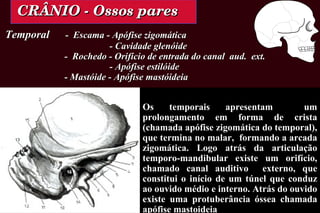 CRÂNIO - Ossos pares Temporal   -  Escama - Apófise zigomática   - Cavidade glenóide   -  Rochedo - Orifício de entrada do canal  aud.  ext.   - Apófise estilóide   - Mastóide - Apófise mastóideia Os temporais apresentam  um prolongamento em forma de crista (chamada apófise zigomática do temporal), que termina no malar,  formando a arcada zigomática. Logo atrás da articulação temporo-mandibular existe um orifício, chamado canal auditivo  externo, que constitui o início de um túnel que conduz ao ouvido médio e interno. Atrás do ouvido existe uma protuberância óssea chamada apófise mastoideia 