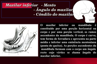 Maxilar inferior  - Mento   - Ângulo do maxilar   - Côndilo do maxilar O maxilar inferior ou mandíbula é constituído por uma porção horizontal ou corpo e por uma porção vertical, os ramos ascendentes da mandíbula. O corpo é curvo, tem forma de ferradura e apresenta na parte média e inferior uma eminência mentoniana (ponta do queixo). As porções ascendentes da  mandíbula formam com o corpo um ângulo recto cujo vértice se chama ângulo do maxilar inferior. 