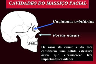 CAVIDADES DO MASSIÇO FACIAL     Cavidades orbitárias           Fossas nasais Os ossos do crânio e da face constituem uma sólida estrutura óssea que circunscreve três importantes cavidades 