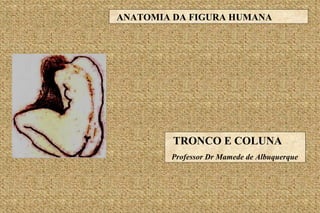 TRONCO E COLUNA Professor Dr Mamede de Albuquerque ANATOMIA DA FIGURA HUMANA 