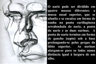 O nariz pode ser dividido em quatro massas diferentes: a massa nasal superior, que se afunila e se encaixa em forma de cunha na ponta cartilaginosa arredondada do nariz, a ponta do nariz e as duas narinas.  A ponta do nariz termina em forma de gancho (septo) sob a base prolongando-se pelas pregas do lábio superior.  As narinas alargam-se para os lados numa distância igual à largura de um olho. 