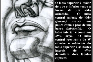 O lábio superior é maior do que o inferior tendo a forma de um «M» achatado.  O sulco central saliente do «M»  (filtrum)  avança um pouco como a proa de um barco  (tubérculo).  O   lábio inferior é como um «W» largo.  O sulco central reentrante do W envolve o  tubérculo  do lábio superior e as hastes laterais do «W» delimitam dois lóbulos elípticos. 