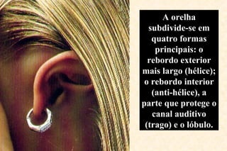A orelha subdivide-se em quatro formas principais: o rebordo exterior mais largo (hélice); o rebordo interior (anti-hélice), a parte que protege o canal auditivo (trago) e o lóbulo. 