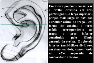 Em altura podemos considerar a orelha dividida em três partes iguais: o terço superior - porção mais larga do pavilhão auricular acima do trago - em forma de concha; o terço médio correspondente ao trago; o terço inferior constituído pelo lóbulo carnudo da orelha.  O rebordo interior (anti-hélice) divide-se, em cima, em dois, aparentando um «Y» arqueado de concavidade anterior.  