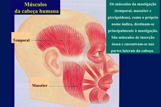 Músculos da cabeça humana Masséter Os músculos da mastigação (temporal, masséter e pterigoideus), como o próprio nome indica, destinam-se principalmente à mastigação. São músculos de inserção óssea e encontram-se nas partes laterais da cabeça.  Temporal 