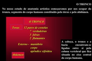O TRONCO No nosso estudo de anatomia artística começaremos por nos ocupar do tronco, segmento do corpo humano constituído pelo tórax e pelo abdómen.    A cabeça, o tronco e a bacia encontram-se ligadas entre si pela coluna vertebral que fica situada no eixo central do corpo humano. 