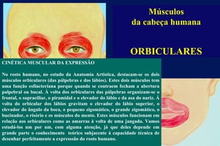 Músculos da cabeça humana ORBICULARES CINÉTICA MUSCULAR DA EXPRESSÃO No rosto humano, no estudo da Anatomia Artistica, destacam-se os dois músculos orbiculares (das pálpebras e dos lábios). Estes dois músculos tem uma função esfíncteriana porque quando se contraem fecham a abertura palpebral ou bucal. À volta dos orbiculares das pálpebras organizam-se o frontal, o supraciliar, o piramidal e o elevador do lábio e da asa do nariz. Á volta do orbicular dos lábios gravitam o elevador do lábio superior, o elevador do ângulo da boca, o pequeno zigomático, o grande zigomático, o bucinador, o risório e os músculos do mento. Estes músculos funcionam em relação aos orbiculares como as amarras à volta de uma jangada. Vamos estudá-los um por um, com alguma atenção, já que deles depende em grande parte o conhecimento  teórico subjacente à capacidade técnica de desenhar perfeitamente a expresssão do rosto humano.  