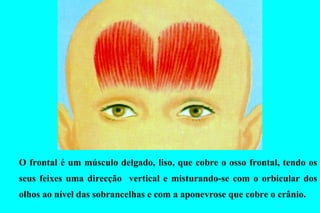 O frontal é um músculo delgado, liso, que cobre o osso frontal, tendo os seus feixes uma direcção  vertical e misturando-se com o orbicular dos olhos ao nível das sobrancelhas e com a aponevrose que cobre o crânio.  